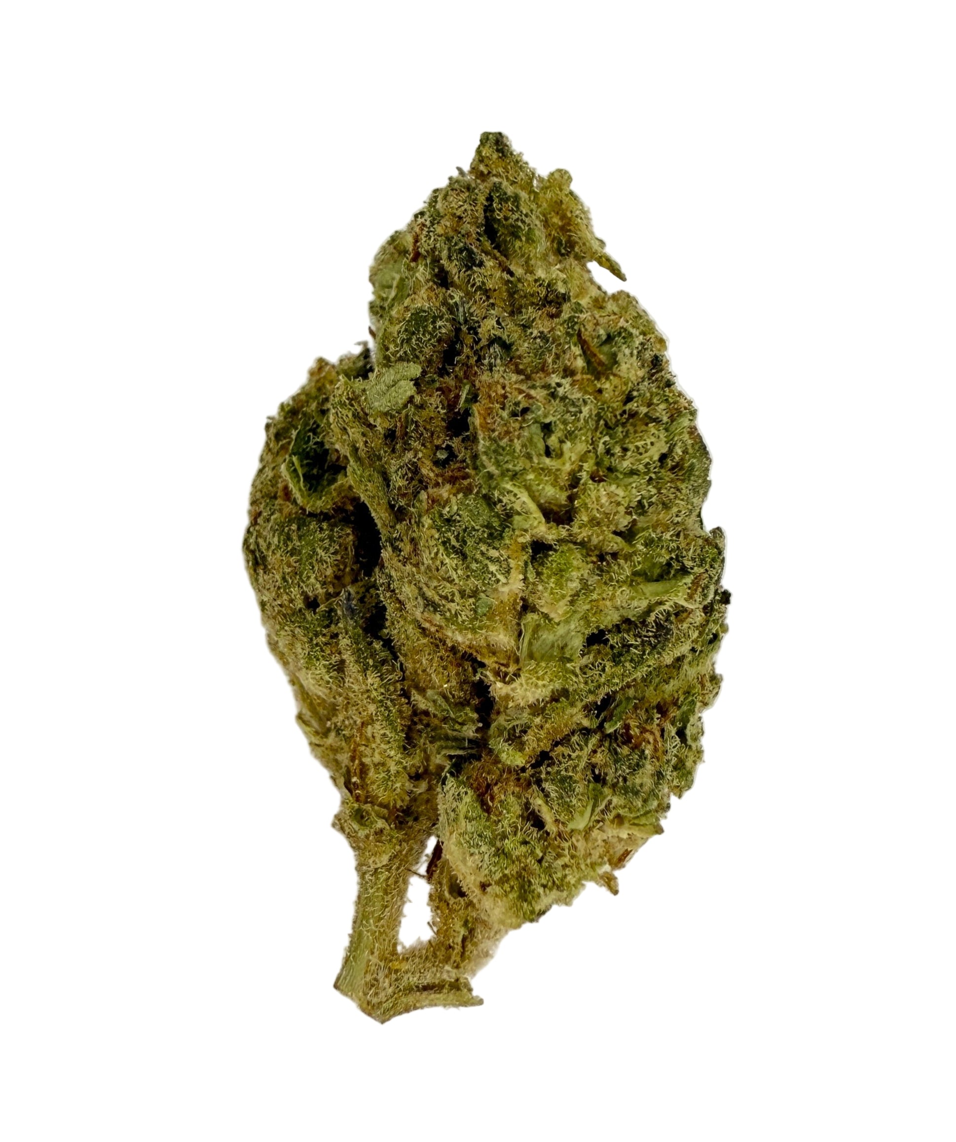 Jilly Bean
